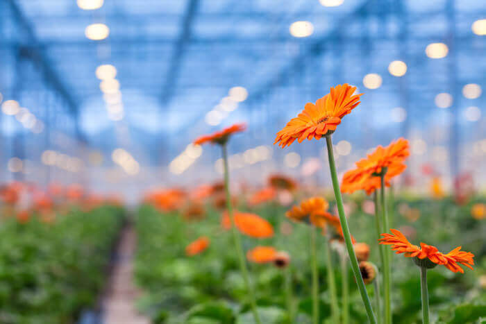 Kemeling Kunststoffen Land en tuinbouw kassen bloemen