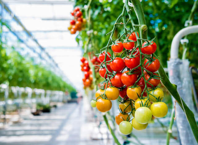 Kemeling Kunststoffen Land en tuinbouw kassen tomaten