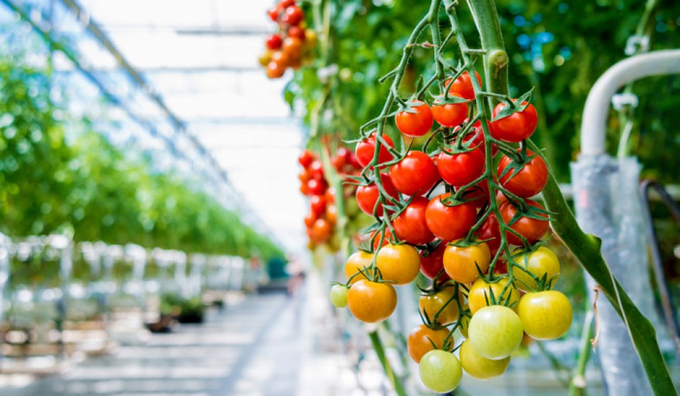 Kemeling Kunststoffen Land en tuinbouw kassen tomaten
