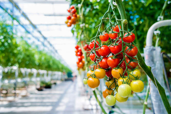 Kemeling Kunststoffen Land en tuinbouw kassen tomaten